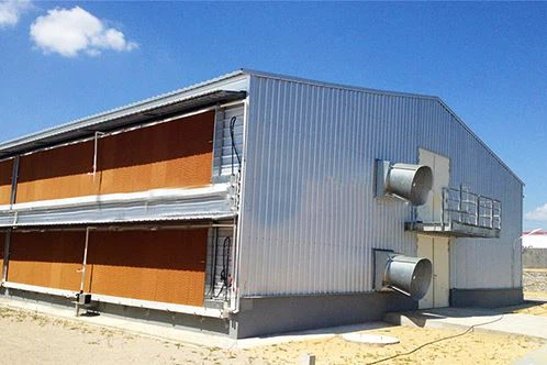 Poultry Shed For 10000 Birds