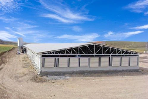 Steel Structure Poultry House